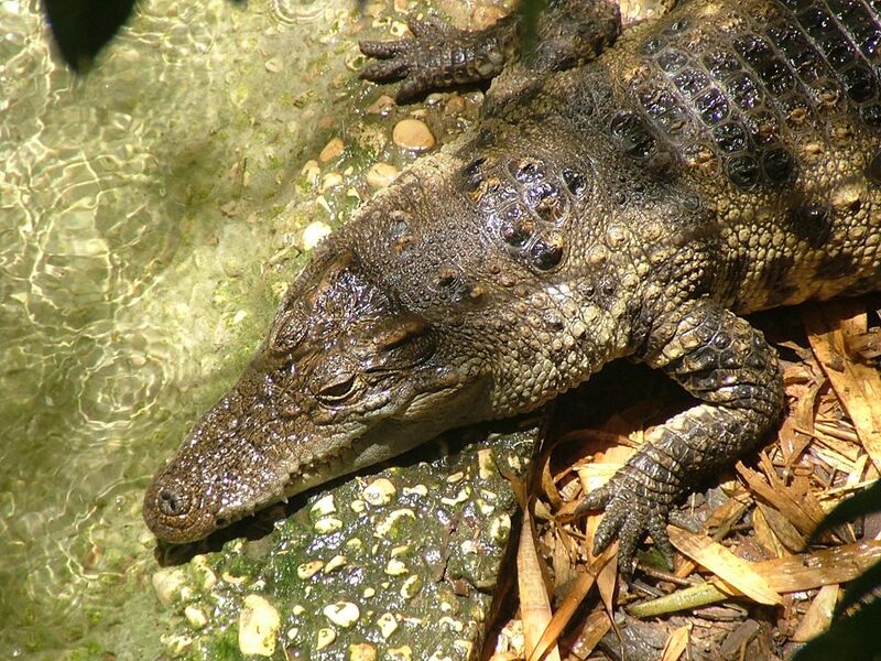 File:Siamese Crocodile-Biblical Zoo.JPG