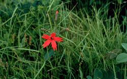 Silene virginica.jpg