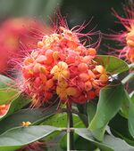 Sita-Ashok (Saraca asoca) flowers in Kolkata W IMG 4146.jpg