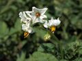Solanum tuberosum Ostbote (05).jpg