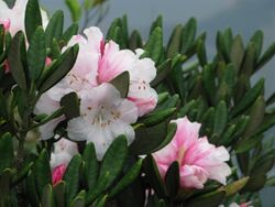 South China Rhododendron on Ma On Shan.JPG