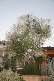 Grafted banksia in a front yard