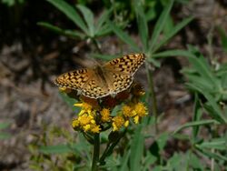 Speyeria zerene 16835.JPG