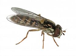 Sphaerophoria rueppelli (Syrphidae) - (female imago), Arnhem, the Netherlands.jpg