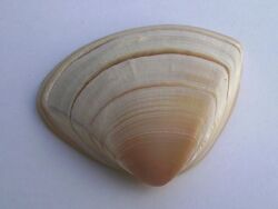 Spisula aequilatera (triangle shell).JPG