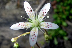 Star-shaped flower with five strap shaped, white petals. Petals are spotted with 12-25 colorful dots. These dots are pale yellow near the base of each petal and the colors change continuously through orange and red to magenta near the tip of each petal. 9 stamens are visible distal to the petals. The ovary consists of two carpels mostly fused with a single style and a single stigmatic surface.