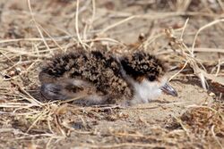 Spur-Winged-Plover-chick.jpg