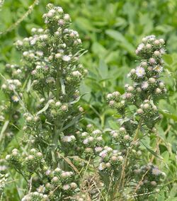 Symphyotrichum frondosum 4692028.jpg