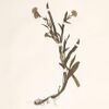 S. peteroanum: Details from a Symphyotrichum peteroanum herbarium specimen (as Aster vahlii var. latifolius). Chile, Province Biobio in the Sierra de Polcura, 1 February 1972.