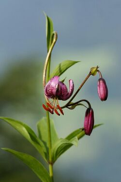 Türkenbund Lilie, Lilium martagon 2.JPG