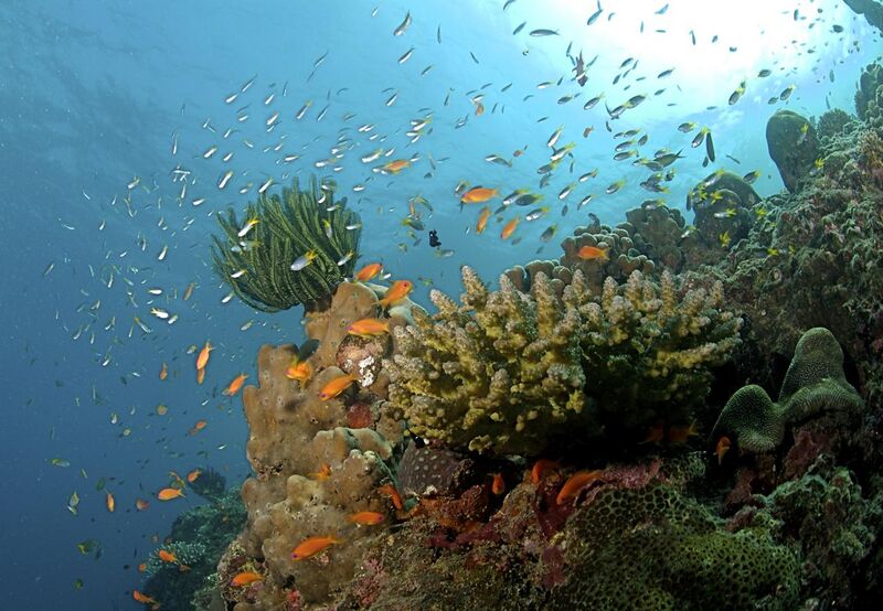 File:The Coral Reef at the Andaman Islands.jpg