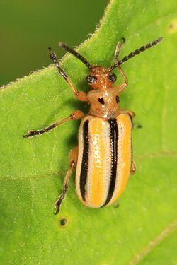 Three-lined Lema Beetle - Lema trivittata, Elk River State Forest, Elkton, Maryland.jpg
