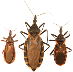 Three species of kissing bugs.PNG