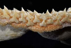 Triakis semifasciata lower teeth.jpg