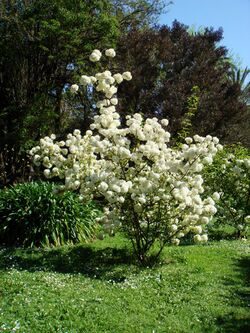 Viburnum macrocephalum by Stefano Boognini.JPG