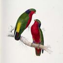 Drawing of two parrots with a green back, red throat and belly, blue nape, and yellow central tail