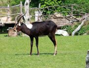 Brown and white bovid