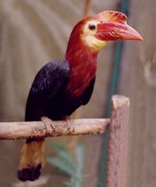 Writhed-billed Hornbill (Bentley).jpg