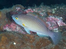 Yellowfin parrotfish (Scarus flavipectoralis) (26887271817).jpg