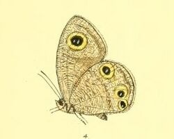 Ypthima watsoni from Lepidoptera indica WSF.jpg