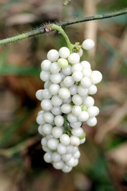 പാടത്താളിയുടെ കായ്കൾ, Botanical name Cyclea peltata, Common Name Raj Patha (24676124522).jpg