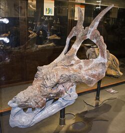 Achelousaurus holotype (1).jpg