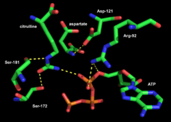 Active site of Thermus thermophilus argininosuccinate synthetase 01.png