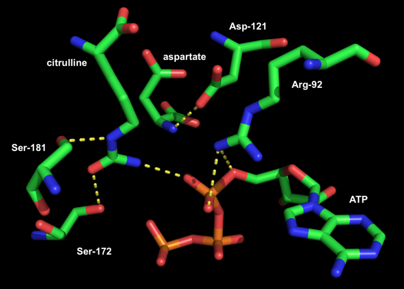 File:Active site of Thermus thermophilus argininosuccinate synthetase 01.png
