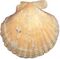 Aequipecten opercularis gelb.jpg