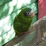 Amazona ventralis -Dominican Republic-4a-4c.jpg