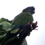 A green parrot with a dark-blue head, and a black forehead and wing-tips