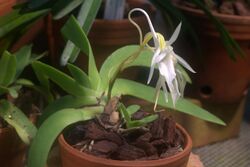 Angraecum leonis 002 GotBot 2016.jpg