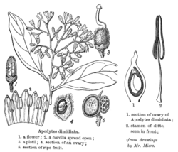 Apodytes dimidiata02, crop.png