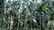 Areca palms in Ponda, India