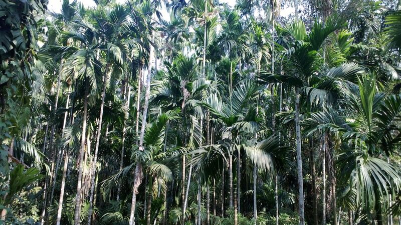 File:Areca-nut palms at Ponda, Goa.jpg
