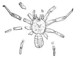 Arthrolycosa antiqua, Beecher illustration.jpg