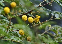 Babool (Acacia nilotica) flowers at Hodal W IMG 1163.jpg