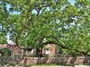 Basking Ridge Oak - white oak tree in Basking Ridge, New Jersey, May 2013 01.jpg