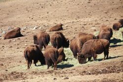 Bison herd at Genesee Park-2012 03 10 0600.jpg