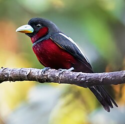 Black-and-red broadbill perching on a branch looking left