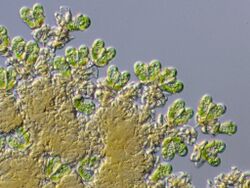 Botryococcus braunii.jpg