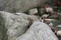 BrownSnake2 BrandonDempster.jpg