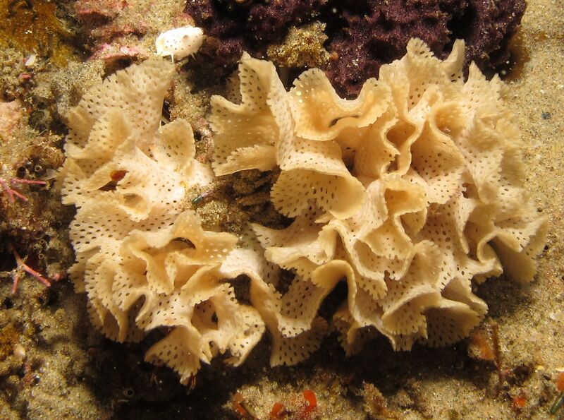File:Bryozoan at Ponta do Ouro, Mozambique (6654415783).jpg