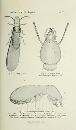 Bulletin du Muséum d'histoire naturelle (1914) (20251667600).jpg