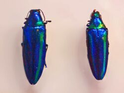 Buprestidae - Chrysochroa rajah.JPG