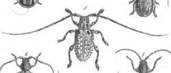 Callipyrga turrita Fig 5 Plate 2 (Discoveries in Australia) (cropped).jpg