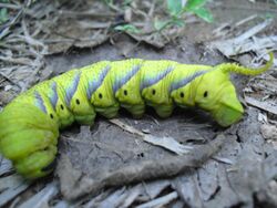 Caterpillar-----02.jpg