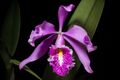 Cattleya maxima ‘La Negra’ Lindl., Gen. Sp. Orchid. Pl. 116 (1833) (43195894741).jpg