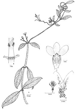 Chlorocyathus lobulata (using synonym Raphionacme lobulata).jpg