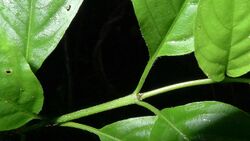 Chomelia tenuiflora Benth. (16096129272).jpg